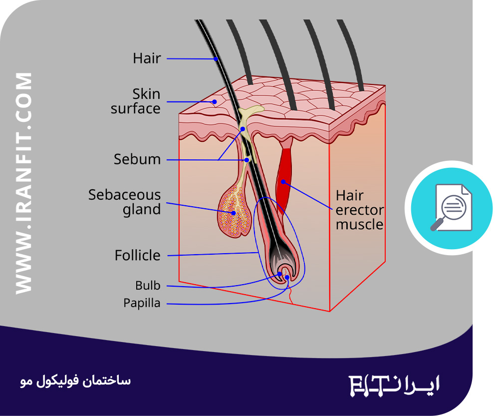 ساختمان فولیکول مو