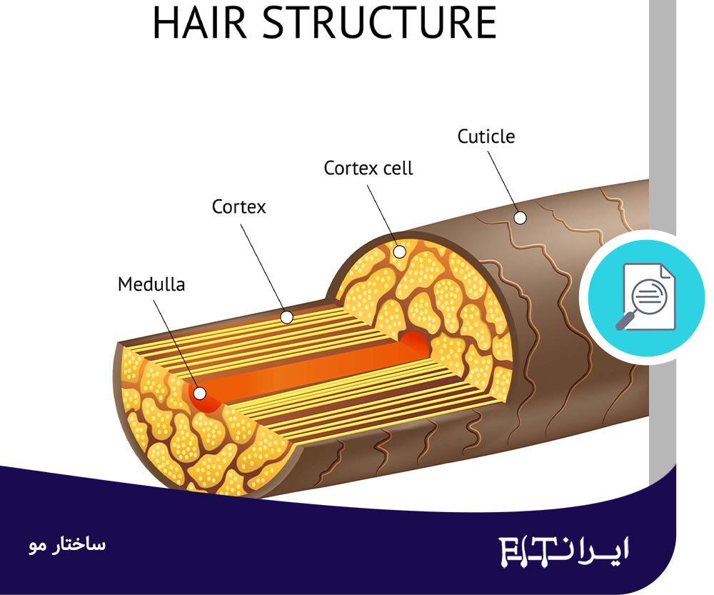 ساختار مو